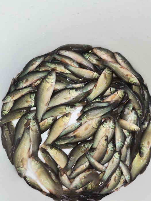 Lin zielony10cm do25cm od 8złszt inne karp amur sandacz tołpyga