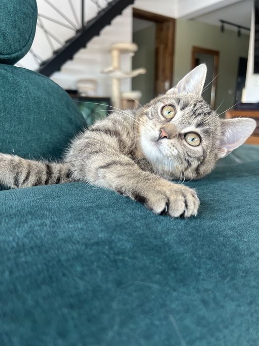 Borówka – młoda kotka,szuka  domu