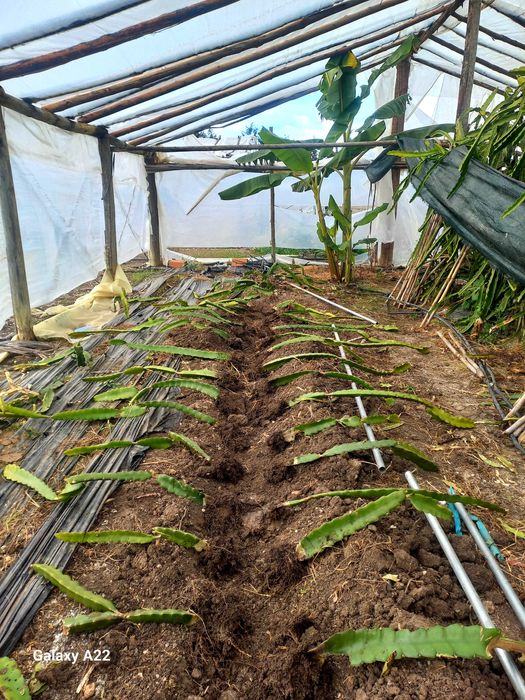 Pitayas/Mudas/Enraizadas - American Beauty e Undatus