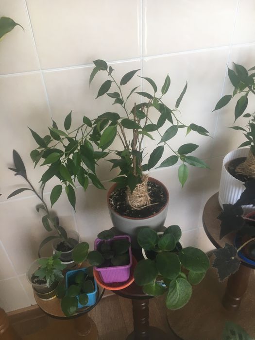 Домашні молоді фіалки , гарні .