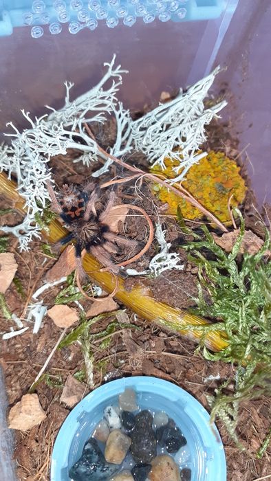 Zestaw Chromatopelma cyaneopubescens l3 +gotowy pojemnik i karaczany