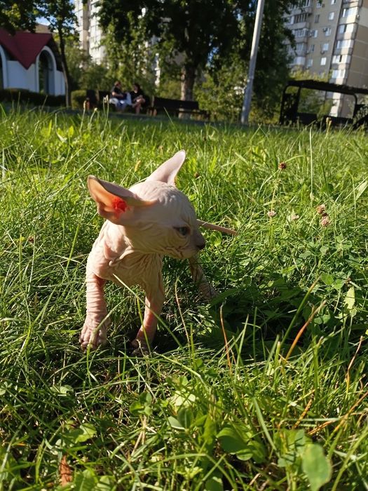 Кошеня донського сфінкса