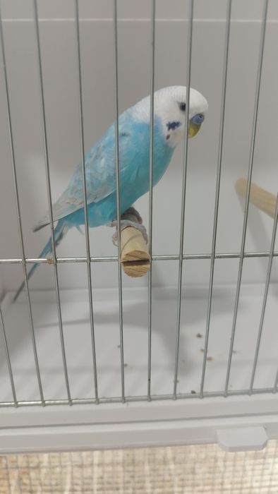Periquito macho asas claras