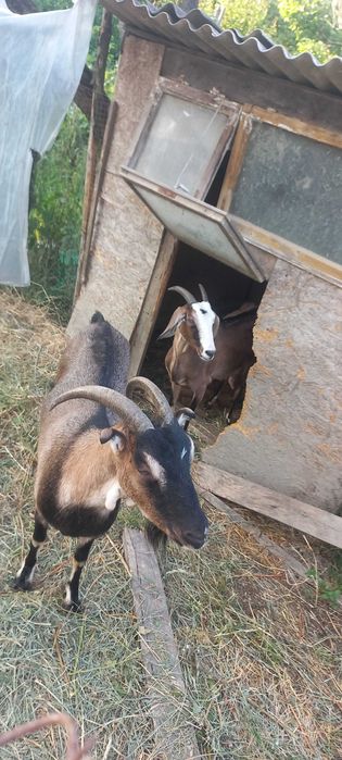 Коза нубійська 50%