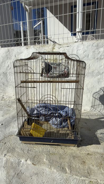 Gaiola aves de porte maior