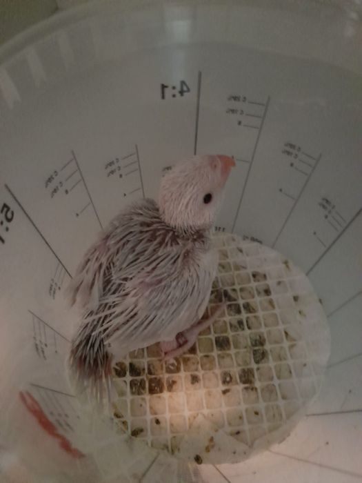 Ring necks bebés para acabar de criar a mão