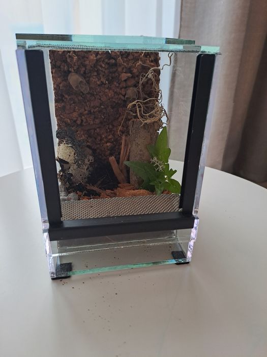 Nowe terrarium z dekoracjami