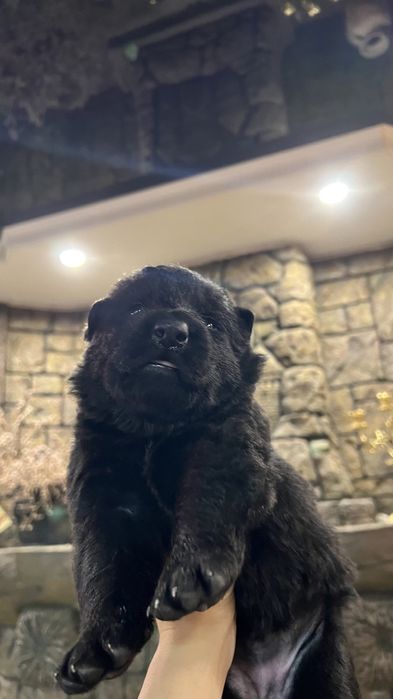 Щенки черной дліношерстной  вівчарки