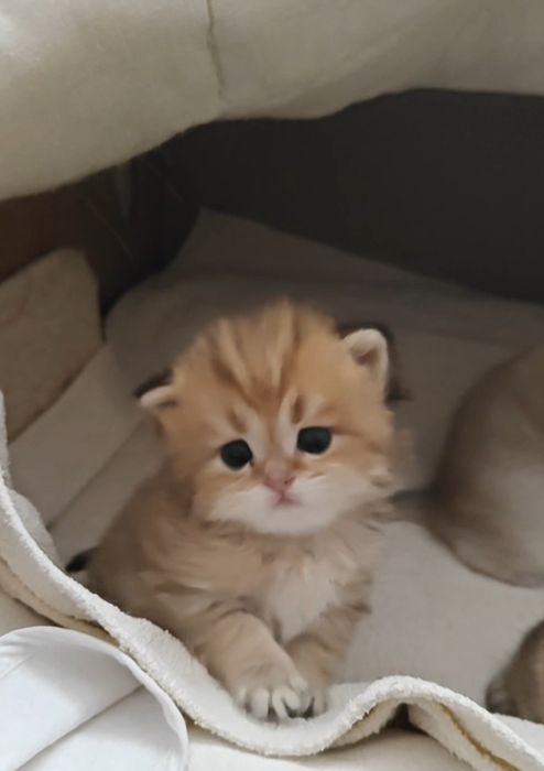 Чистокровный мальчик золотая шиншилла