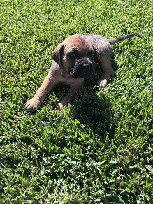 Cane Corso Italiano