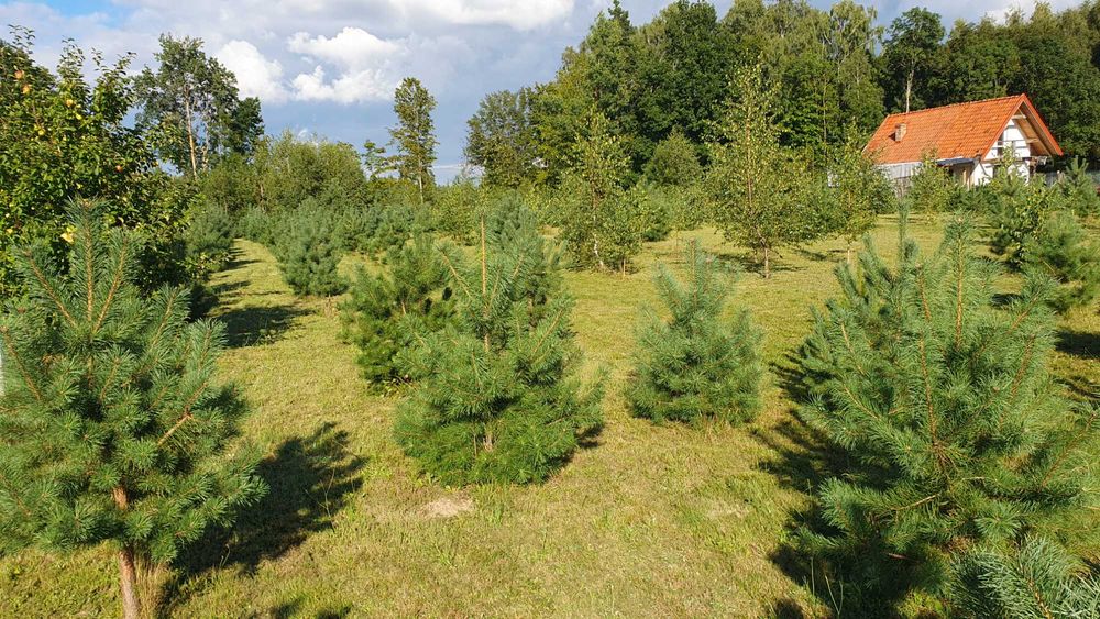 Działka budowlana Ostrowin