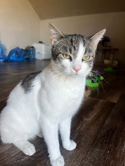 Maciuś kot do adopcji