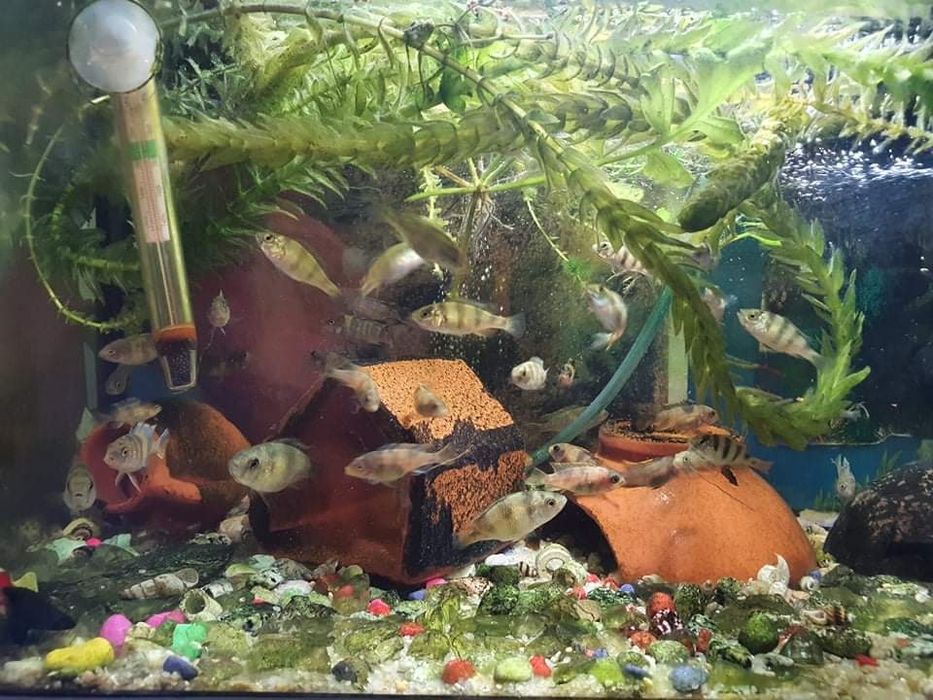 Ciclídeos africanos juvenis/adultos