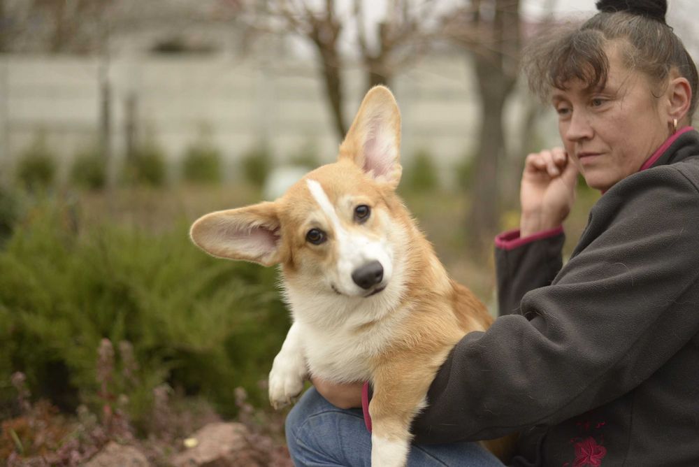 Цуценята вельш коргі пемброк