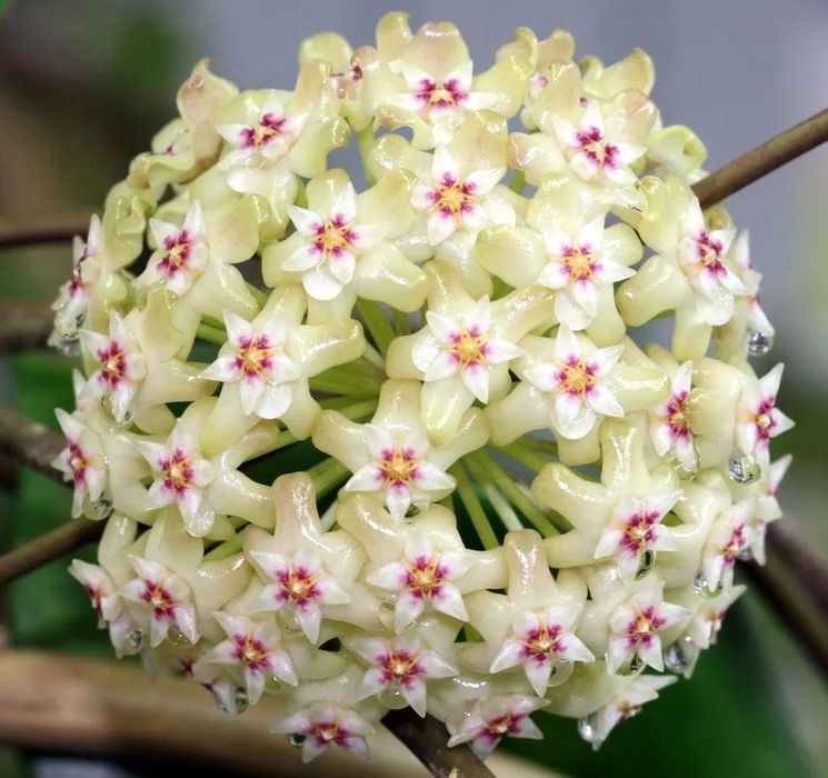 Hoya citrina rosnąca