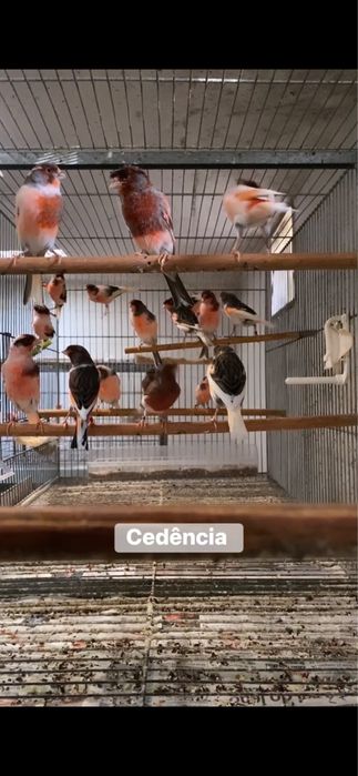 Canarios Arlequim