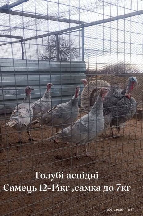 Індики породи голубі аспідні.