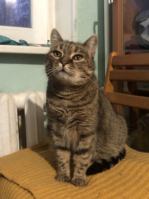 Кошка в добрые руки