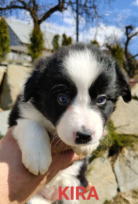 Szczenięta Border collie