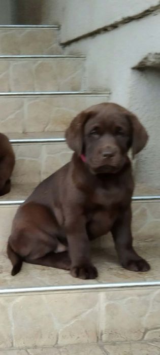 Labrador czekoladowy