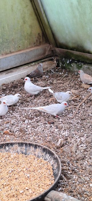 Gołąbki diamentowe