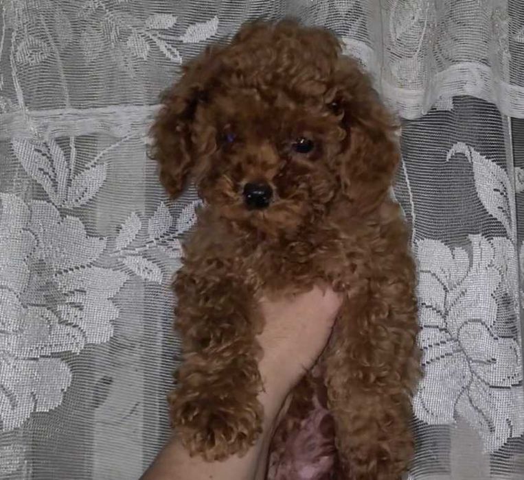 У продажу 4 хлопчики та 1 дівчинка породи пудель.