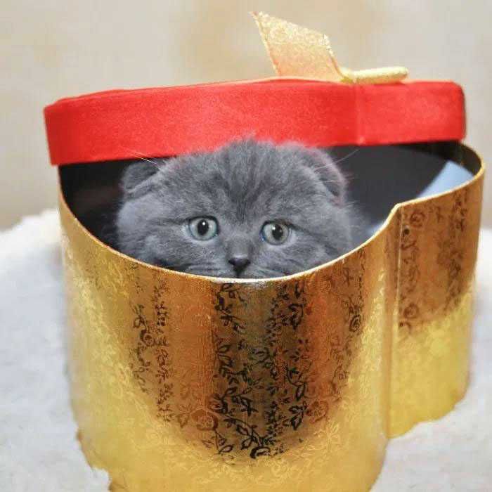 Одесса  шотландские котята плюшевые , вислоушка