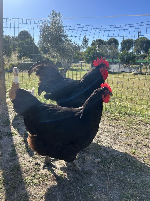 Casal de Jersey Gigante preto