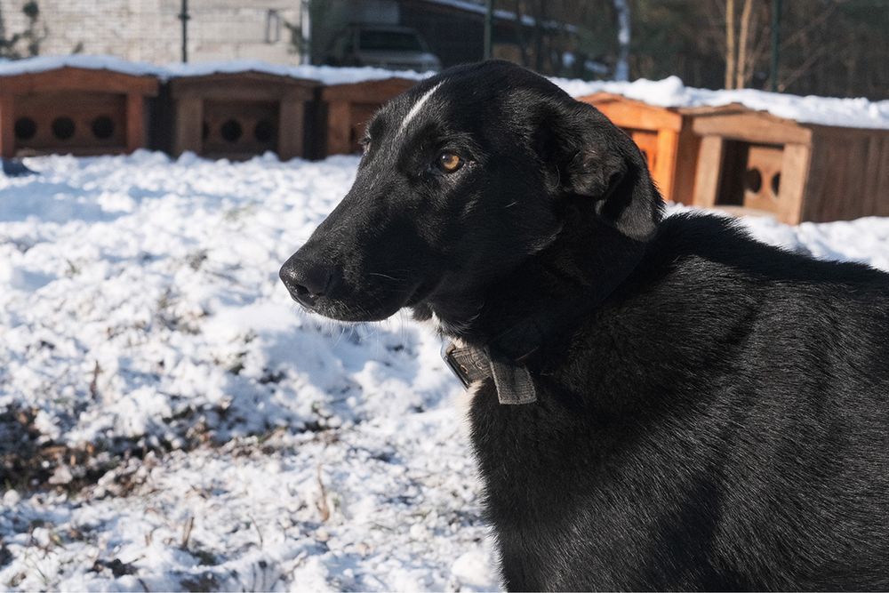 Віддам собачку безкоштовно