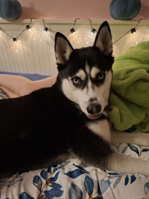 Suczka siberian husky