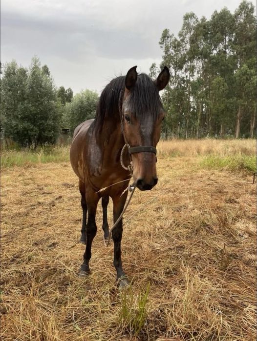 Vendo ou troco por roulote