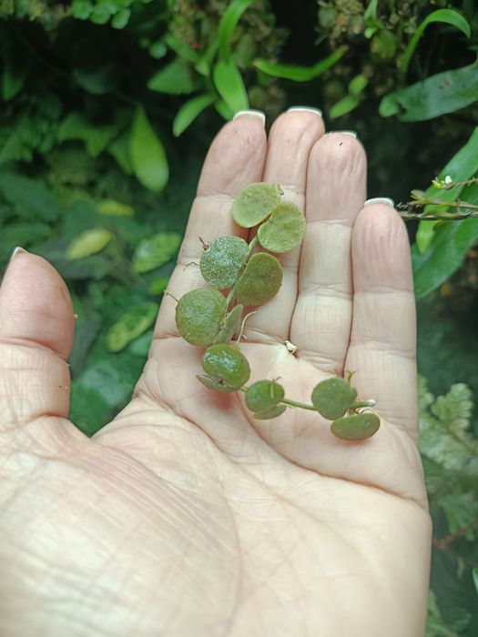 Дисхідія Dischidia cochleata