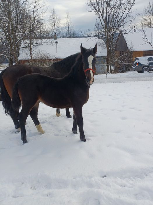 Źrebak Śląski odsadek