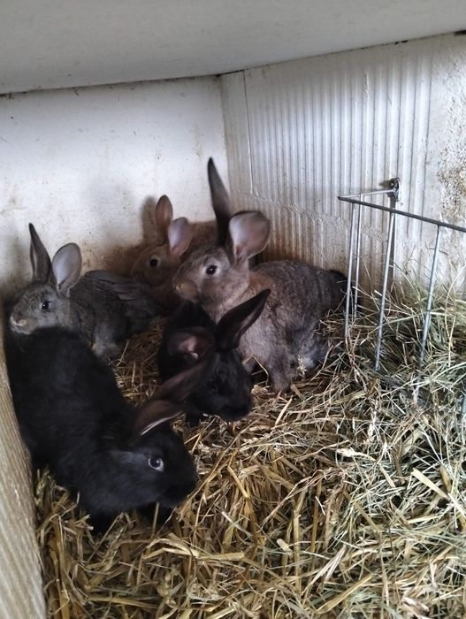 Kroliki 10 tygodniowe