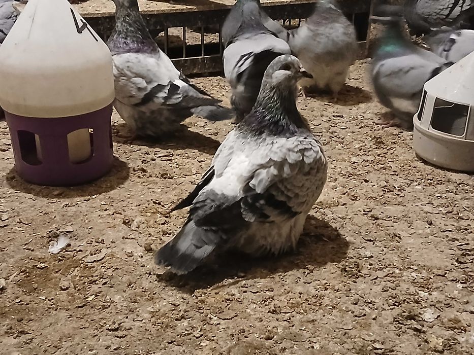 Mondain, Mondainy likwidacja hodowli