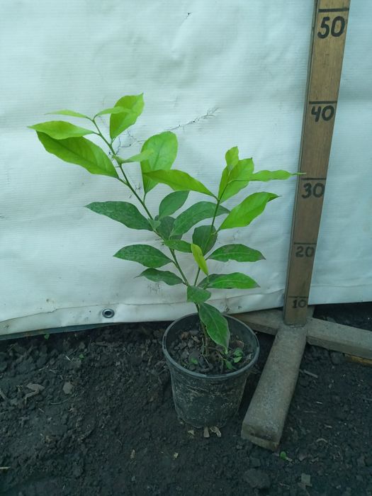 Лимони домашні рослини