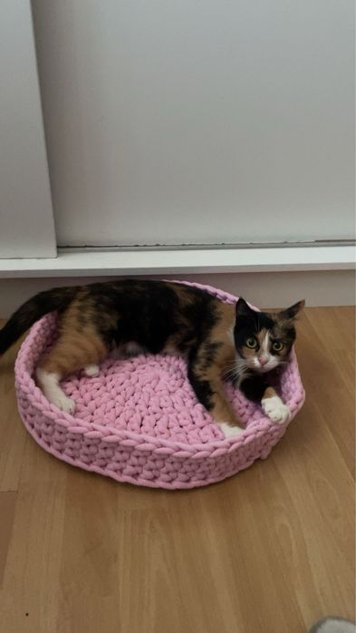 Oddam 2 kotki w dobre ręce