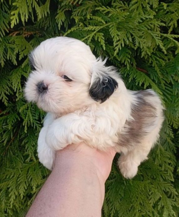 Shih-tzu tricolor