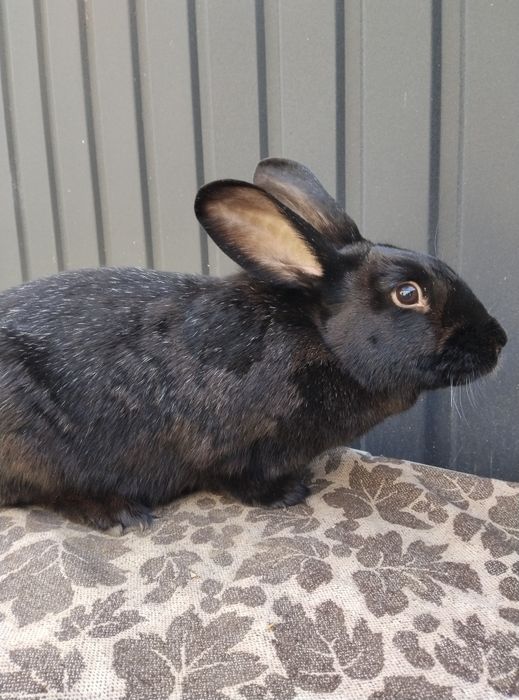 Кролі ПС кроленята