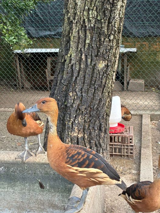Patos e perus para venda