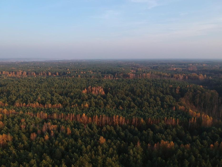 Sprzedam 45-letni LAS 4,5956ha