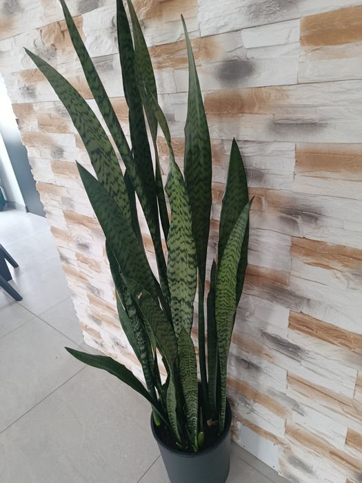 Sansewiera szable języki teściowej