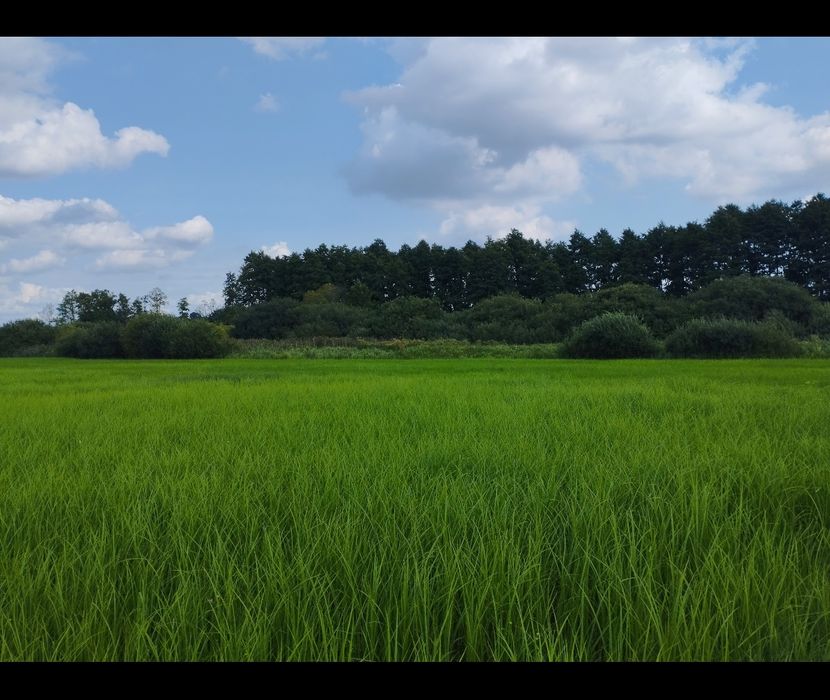 Sprzedam działkę z bezpośrednim dostępem do drogi