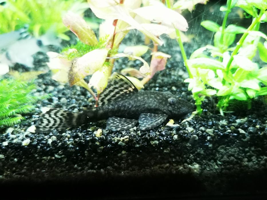 Ancistrus sp Black