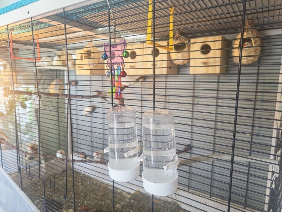 Canários + Bicos de Lacre e  Mandarins