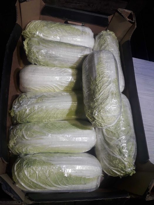 Kapusta pekińska pekin