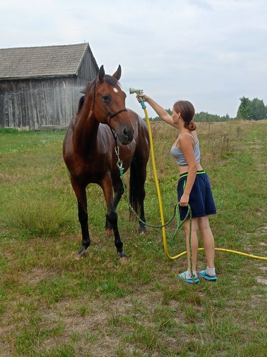 Sprzedam dwie klacze!