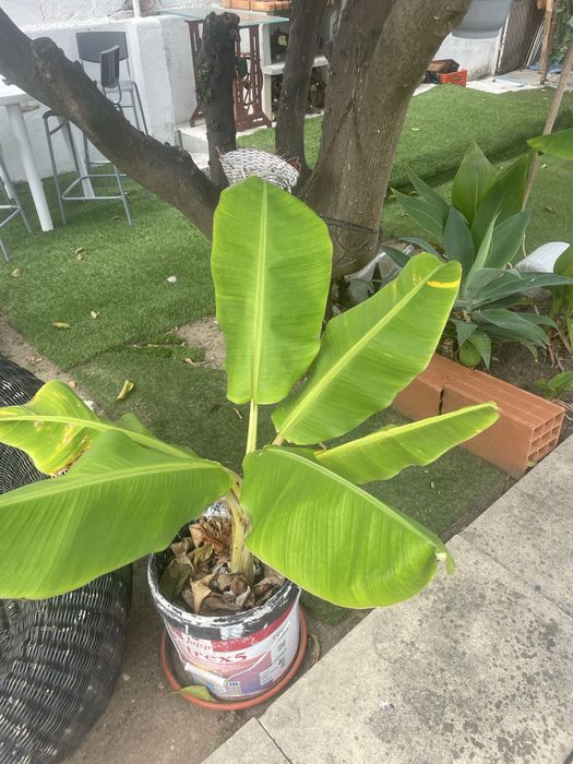 Mudas de bananeiras