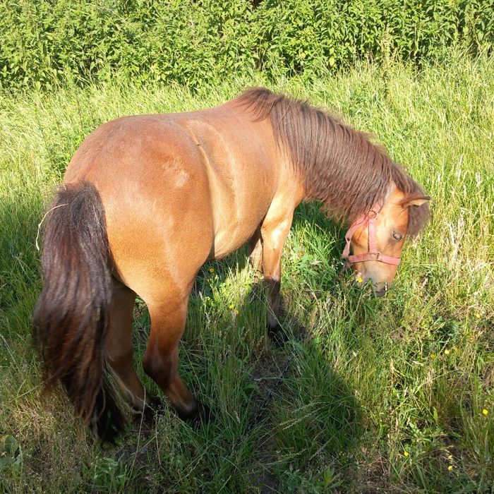 Kuccyki Ogierkii