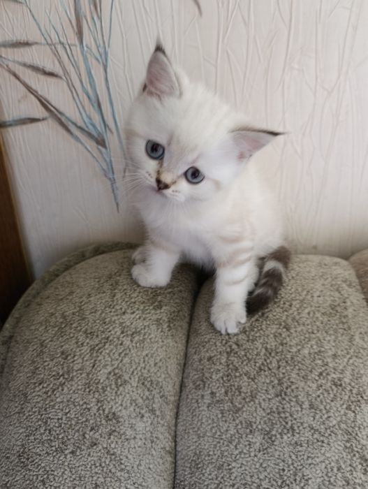 Шотландські котики з плюшовою шерстю